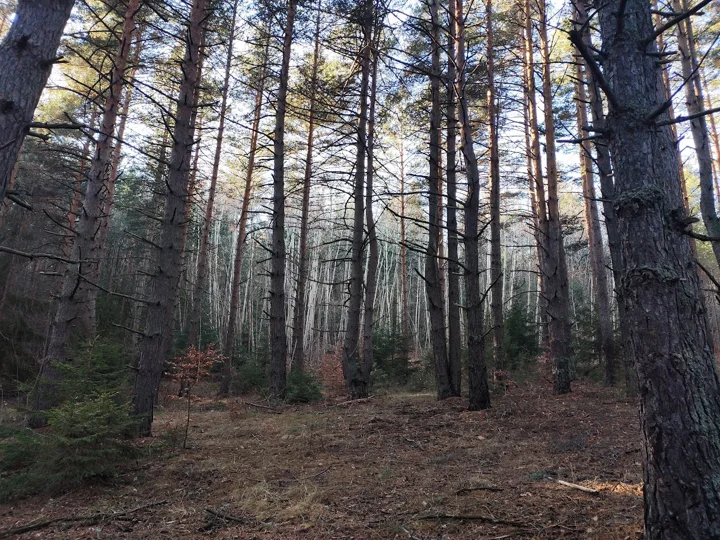 Paseo por el bosque