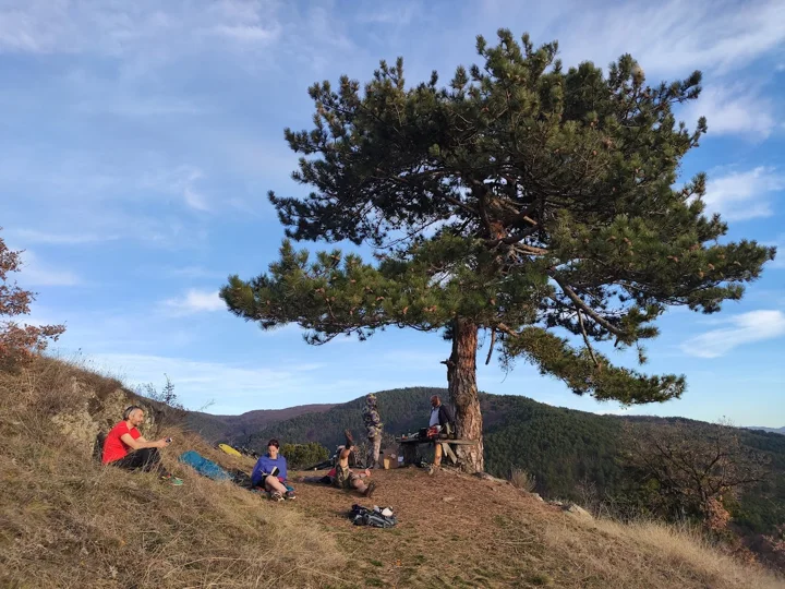 Vista de la montaña y un pino