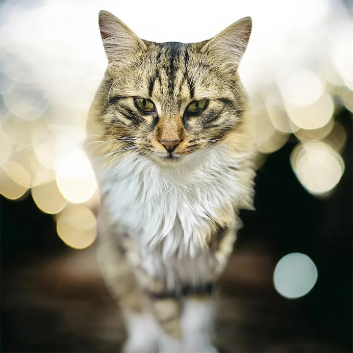 Il gatto nell’atelier